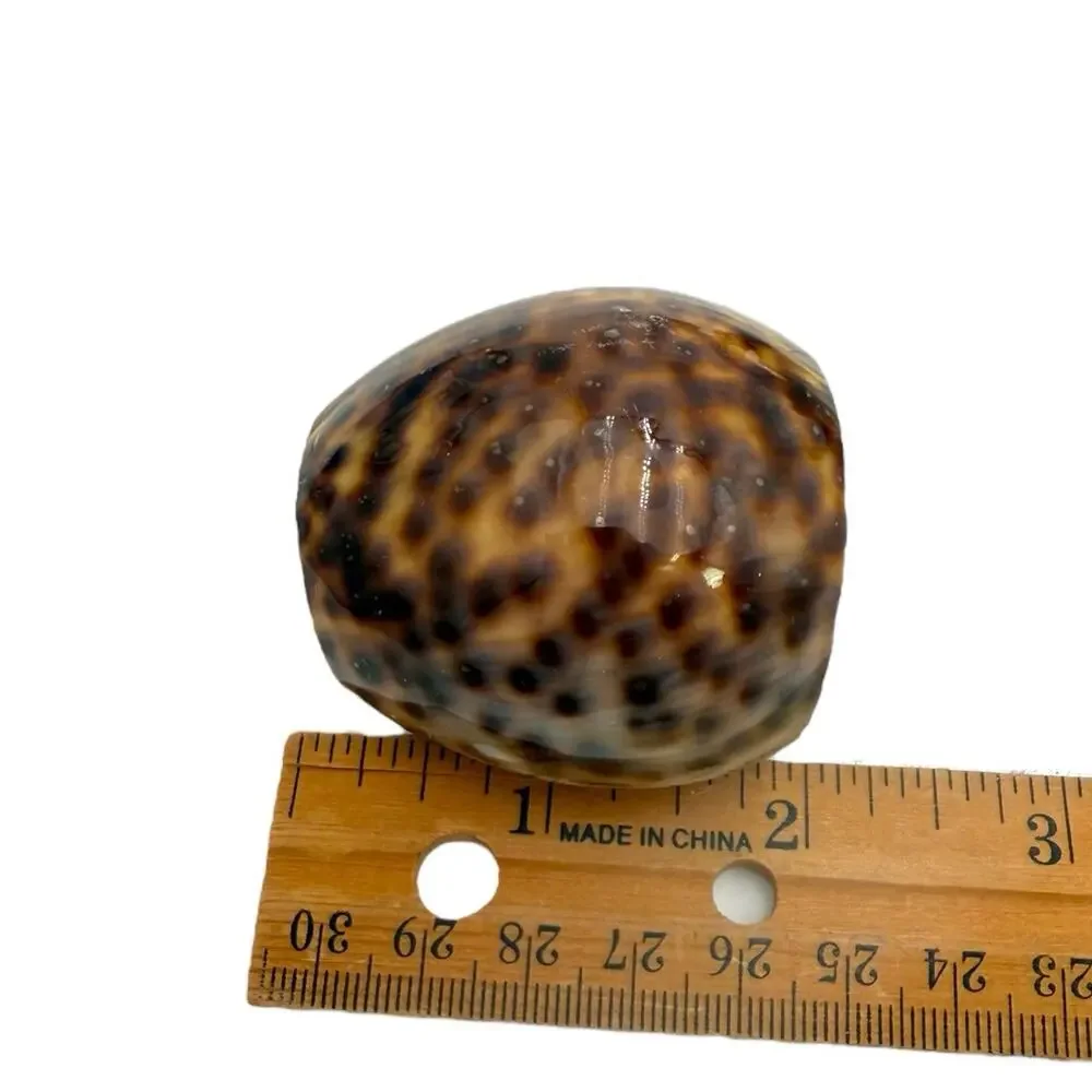 Vtg Tiger Cowrie Sea Shell Napkin Rings Set of 4 Handmade In Philippines MCM EUC